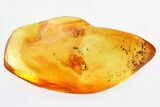 Detailed Fossil Spider and Ant In Baltic Amber #325479-1